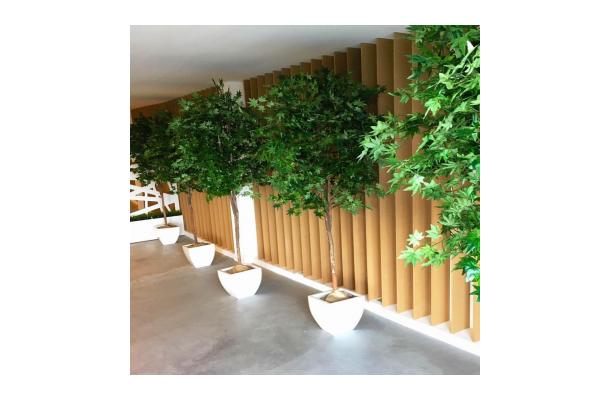 FÆK | Plant Maple green 210 in Ecopot 40 taupe