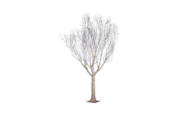 FÆK | Winter poplar tree 550