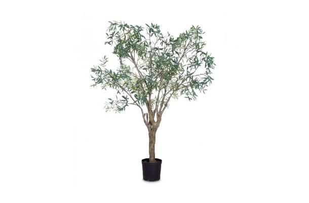 FÆK | Tree Olive tree 240
