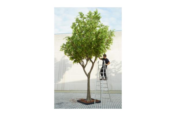 FÆK | Tree Green Ficus 615