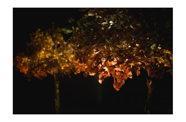 FÆK | Tree Ginkgo yellow one stem 350