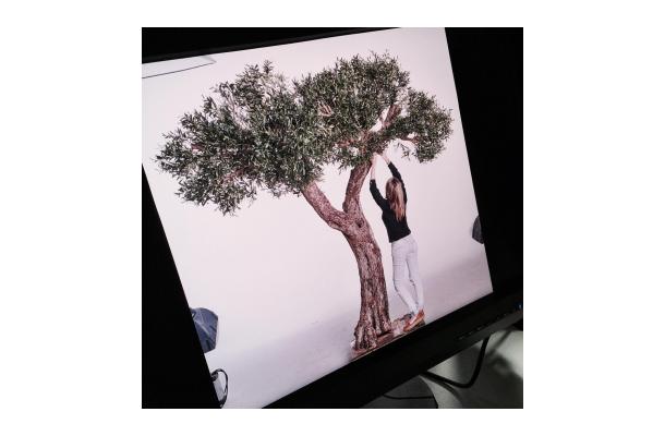 FÆK | Tree Olive tree 320