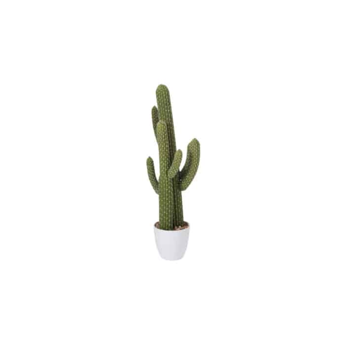 Cactus Cerius
