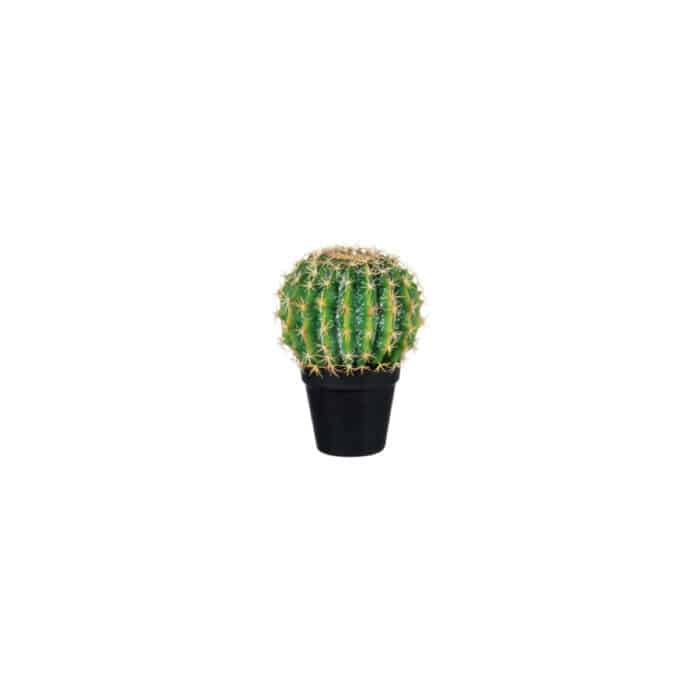 Cactus Denzil small