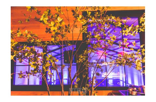 FÆK | Plant Green tree 240