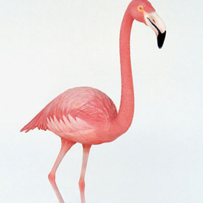 Flamingo Lifesize