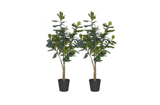 FÆK | Plant Fiddle tree 240 in Ecopot 40 black