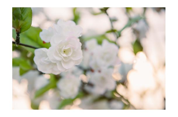 FÆK | Plant Cherry blossom white 200 in Ecopot 30 light grey