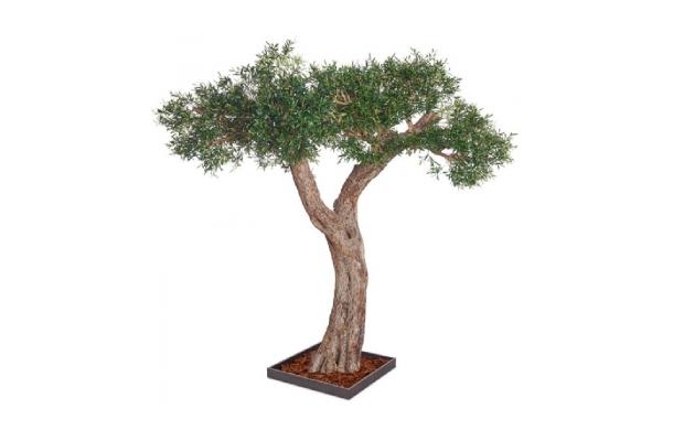 FÆK | Tree Olive tree 320