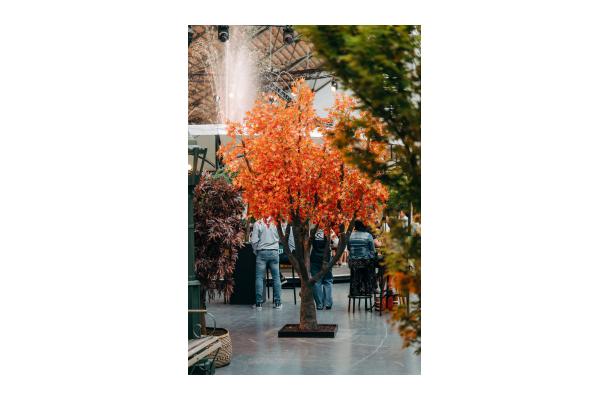 FÆK | Tree Maple red 360