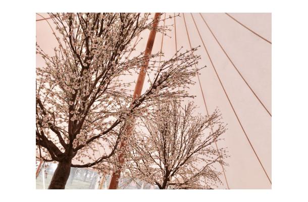 FÆK | Tree Cherry Blossom white 400