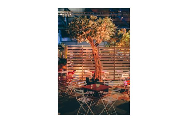 FÆK | Tree Olive tree 320