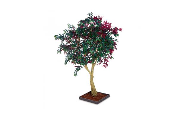 FÆK | Tree Red Ficus