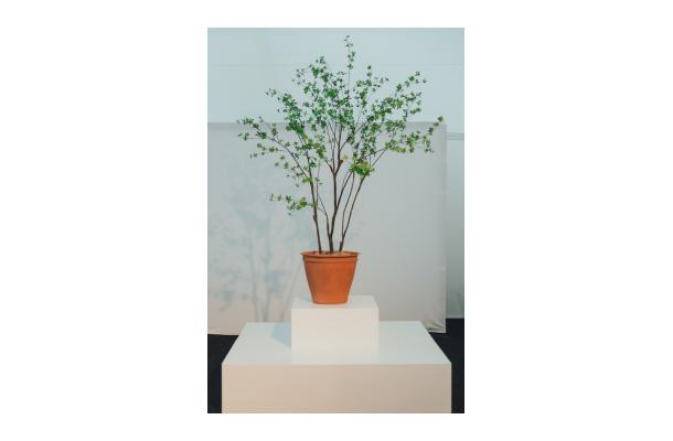 FÆK | Plant Green tree 240