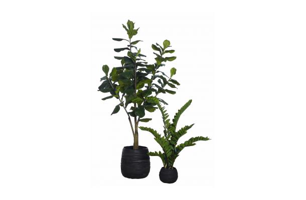 FÆK | Plant Fiddle tree 240 in Ecopot 40 black