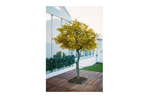 FÆK | Tree Ginkgo yellow one stem 350