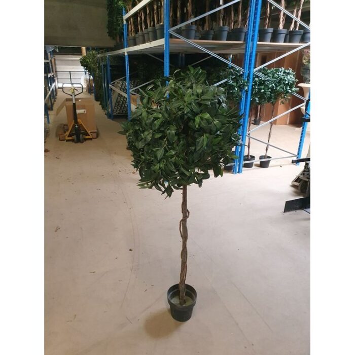 Laurierboom 150cm