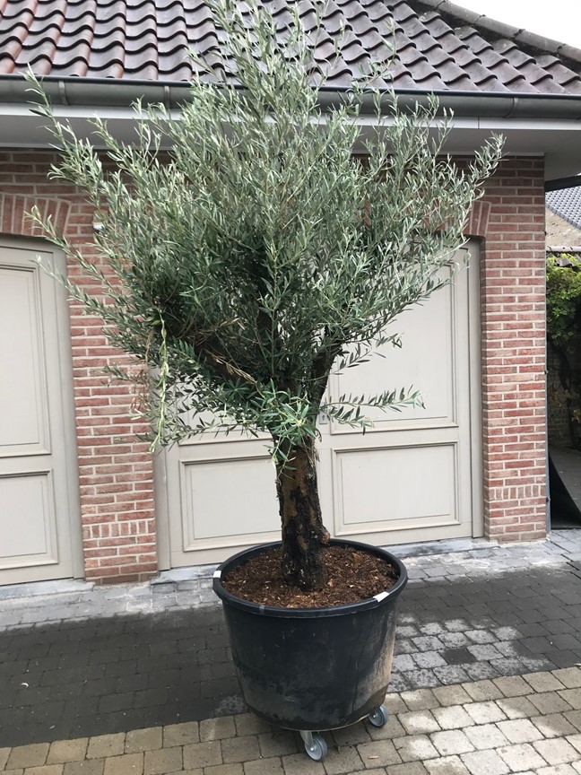 XL Oude olijfboom 200 - 250 cm