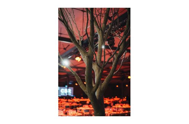 FÆK | Winter poplar tree 450