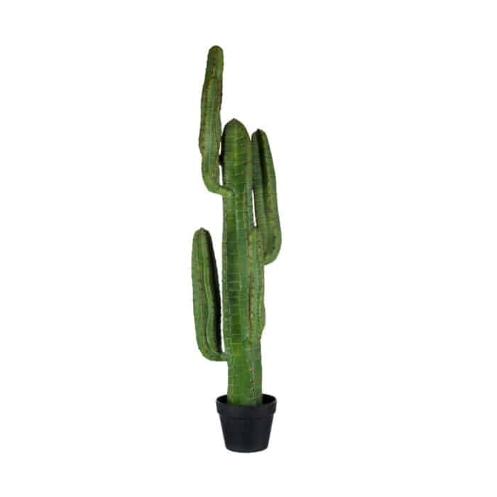 Cactus Euphorbia large