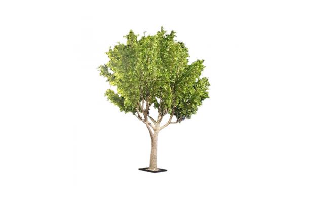FÆK | Tree Green Ficus 800