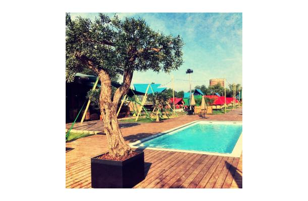 FÆK | Tree Olive tree 320