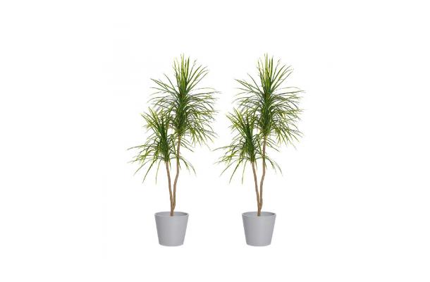 FÆK | Plant Dracenea green-yellow 330 in Ecopot 40 light grey