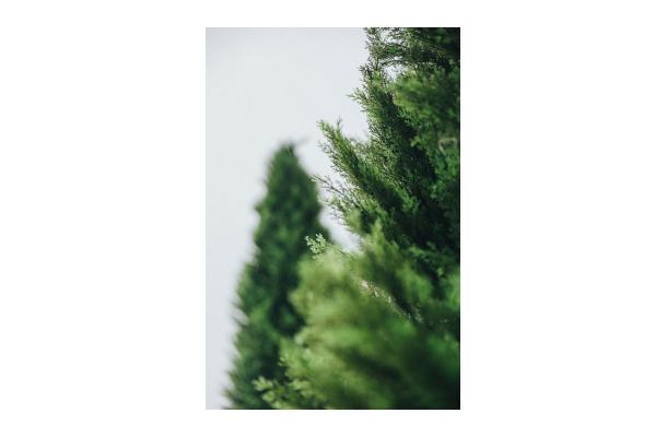 FÆK | Tree Cypress