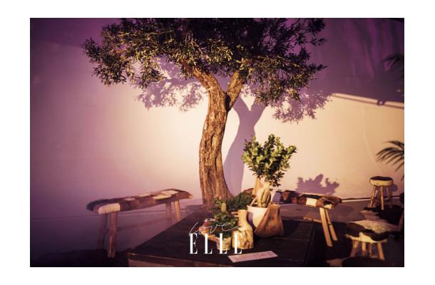 FÆK | Tree Olive tree 320