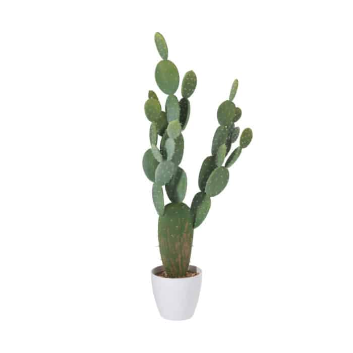 Cactus Opuntia large