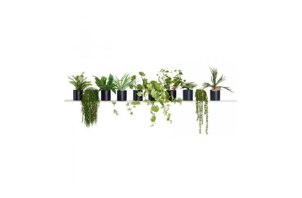 FÆK | Plant Houseplant small (assorted)
