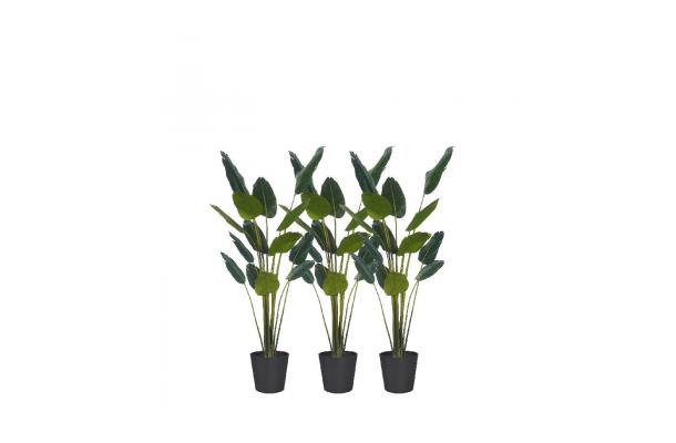 FÆK | Plant Strelizia 210 in Ecopot 40 black