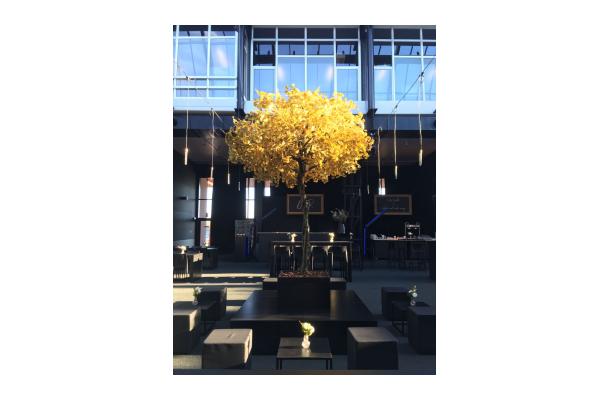 FÆK | Tree Ginkgo yellow one stem 350