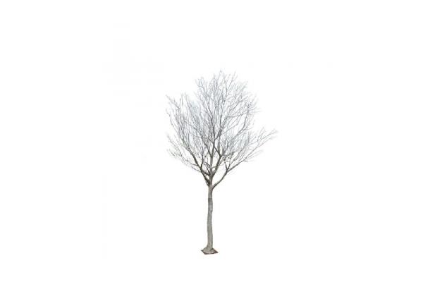 FÆK | Winter poplar tree 450