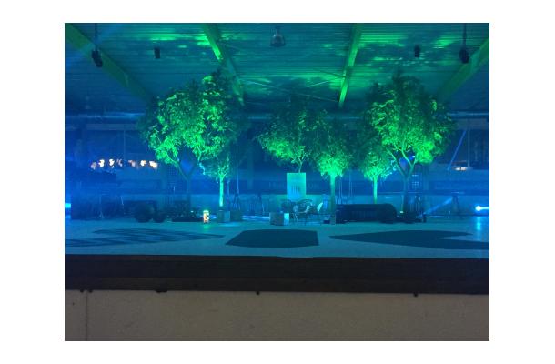 FÆK | Tree Green Ficus 615