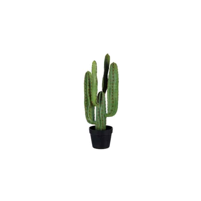 Cactus Euphorbia small