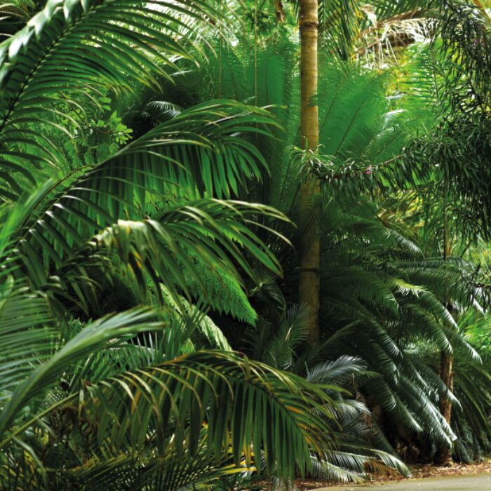 Backdrop Tropical Jungle Backdrop Tropical Jungle