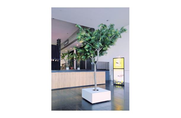 FÆK | Tree Phoenixtree