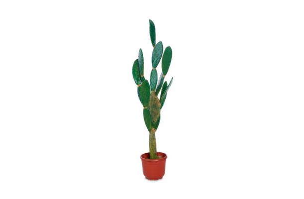 FÆK | Plant Cactus 180