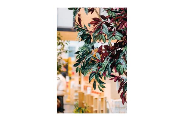 FÆK | Tree Red Ficus