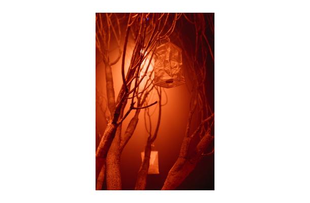 FÆK | Winter poplar tree 550