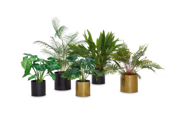 FÆK | Plant Houseplant large (assorted) 6pc