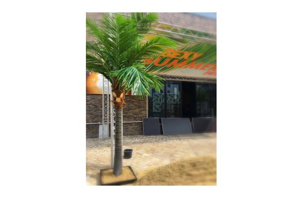 FÆK | Tree Palmtree