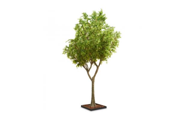 FÆK | Tree Green Ficus 615