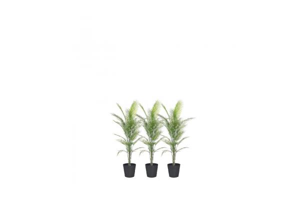 FÆK | Plant Palmier 160 in Ecopot 30 black