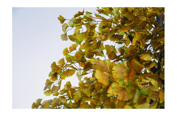 FÆK | Tree Ginkgo yellow one stem 350