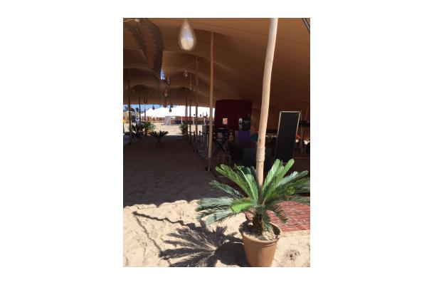 FÆK | Plant Cycas palm in Ecopot 30 grey