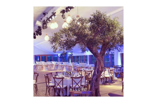 FÆK | Tree Olive tree 320